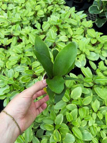 Platycerium Akki