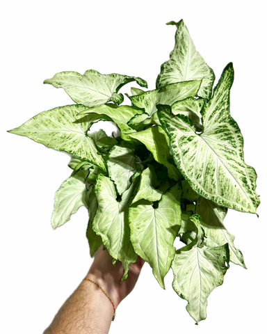 Syngonium Podophyllum 'Randy'