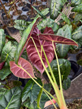 Alocasia 'Golden Bone'