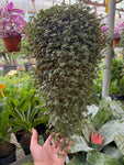 Pilea Glauca 'Aquamarine'
