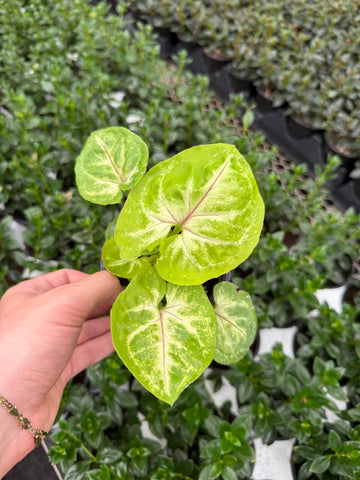 Syngonium Podophyllum ‘Lemon Lime’ | Patte-d’oie