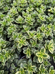 Hypocerta Variegata