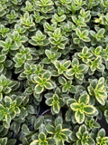 Hypocyrta Variegata | Nematanthus Gregarius 'Variegata'