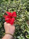 Hibiscus rosa-sinensis ‘Variegata'