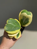 Hoya Kerii Albomarginata