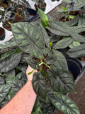 Alocasia Baginda 'Dragon Scale'