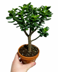 Crassula Ovata 'Crosby's Compact' | Dwarf Jade Plant
