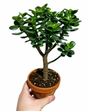 Crassula Ovata ‘Crosby’s Compact’ | Dwarf Jade Plant