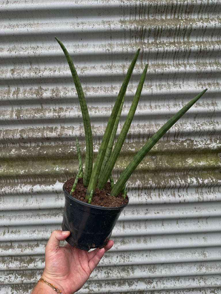 dragon fingers succulent Sansevieria Cylindrica 'Dragon Fingers' | Dracaena Cylindrica