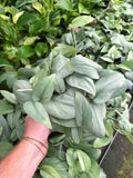 Scindapsus 'Platinum'