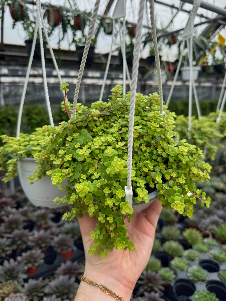 ogon succulent Sedum Makinoi 'Ogon'