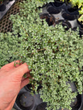 Pilea Glauca 'Aquamarine'