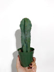 Cereus 'Blue Wing' | Cactus