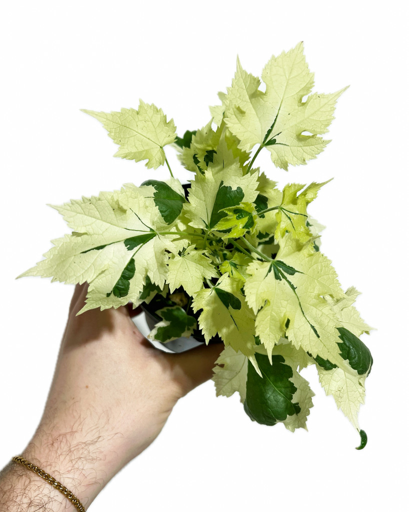 house plant with maple like leaves Abutilon 'Variegata'