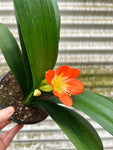 Clivia