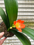 Clivia