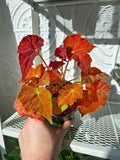 Begonia Rex 'Autumn Amber' | Bégonia