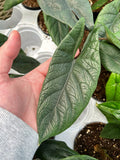 Alocasia Scalprum