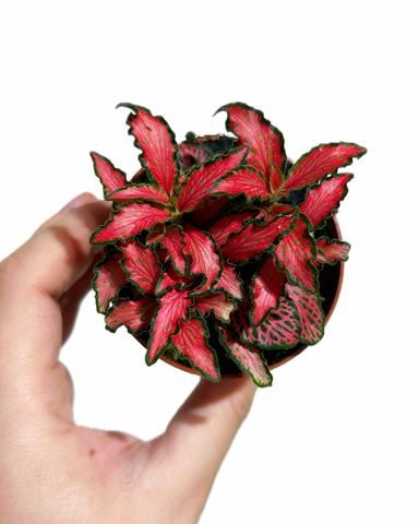 Fittonia 'Black Star'