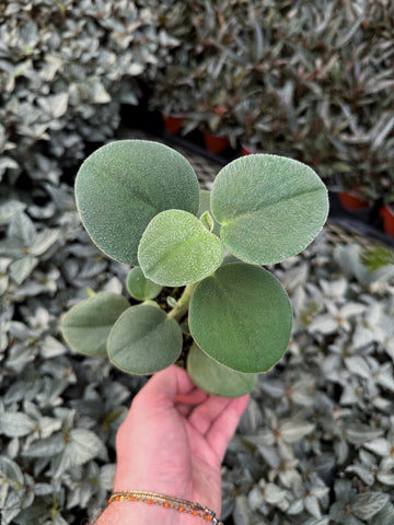 Peperomia 'Incana' | Felted Peperomia