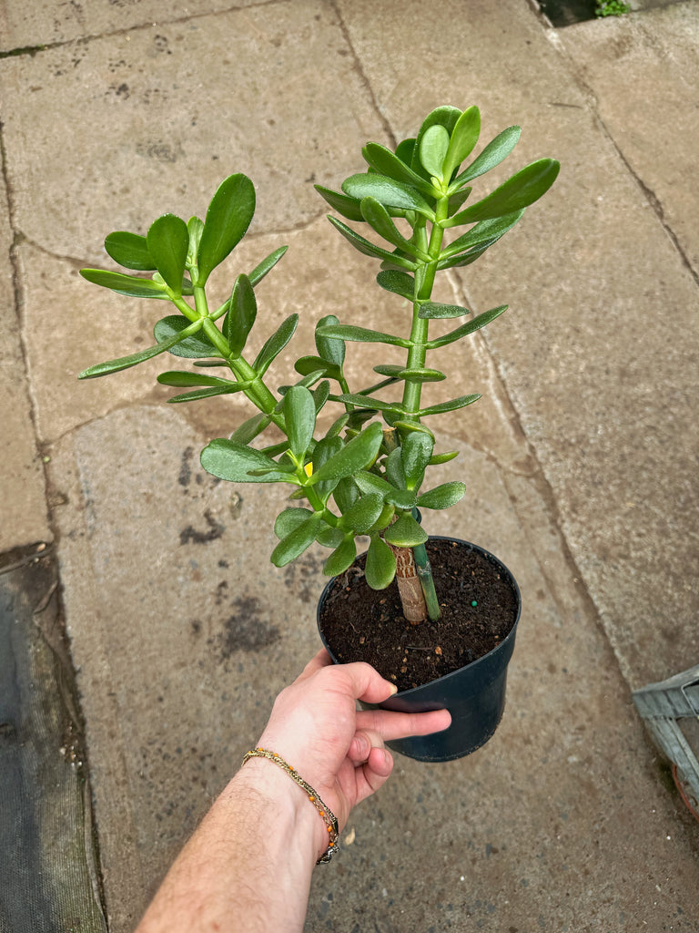 jade plant minimum temperature Crassula Ovata