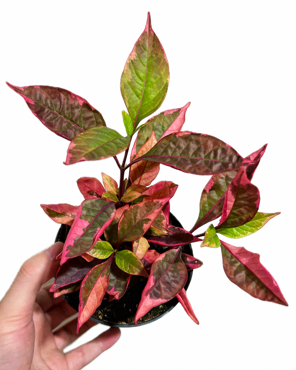 Alternanthera 'Brazilian Red Hots' – Végétal Design Qc