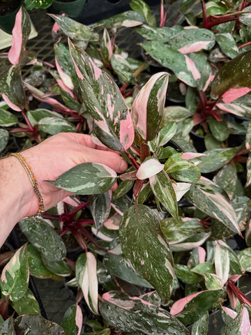 Philodendron 'Pink Princess'