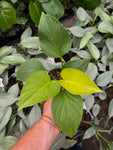 Homalomena 'Lemon Lime'