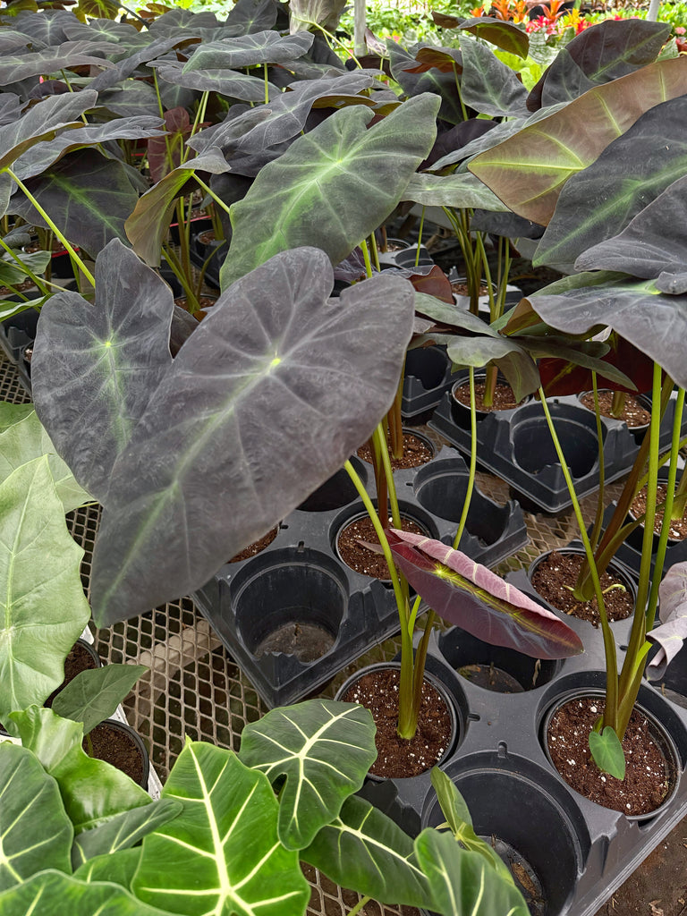 black beauty elephant ear plant Colocasia 'Black Beauty'