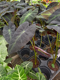Colocasia 'Black Beauty' | Elephant ears