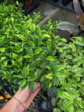 Ficus Benjamina | Figuier pleureur