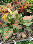 Aglaonema 'Pink Princess'