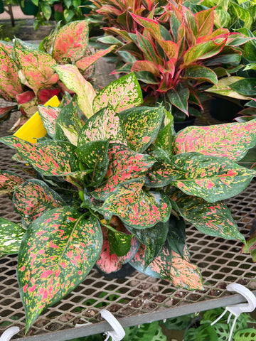 aglaonema painted princess Aglaonema 'Pink Princess'