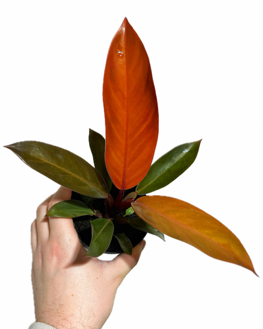 Philodendron 'Cathalina'