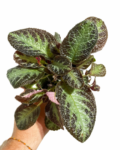 Episcia Cupreata 'Chocolate Soldier' ​​| Flaming violets