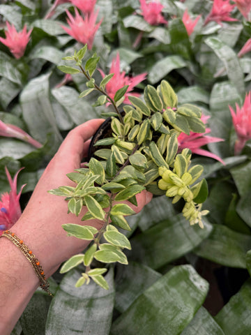 Aeschynanthus Bicolor 'Bolero'