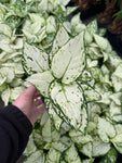 Aglaonema 'White Joy'
