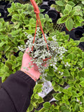 Pilea Glauca 'Aquamarine'