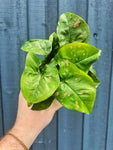 Syngonium Podophyllum 'Pink Splash Allusion'