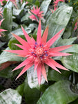 Aechmea Fasciata | Bromeliacé | Vase d'argent