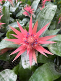 Aechmea Fasciata | Bromeliacé | Vase d'argent