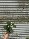 Hoya Kerri