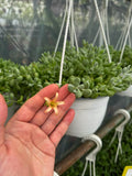 Cotyledon Pendens 'Cliff Cotyledon' 