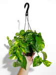 Epipremnum aureum 'Golden' | Pothos 'Golden'