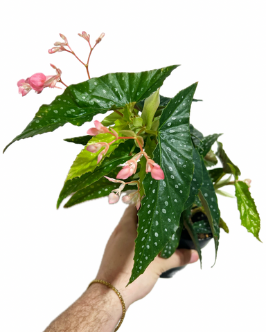 Begonia Maculata 'Silverspot'