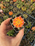 Gymnocalycium Mihanovichii Variegata