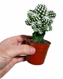 Grafted Cactus #4