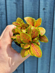 Fittonia 'Skeleton'