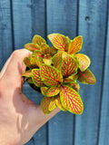 Fittonia 'Skeleton'