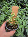 Vanilla Planifolia 'Albo Variegata'